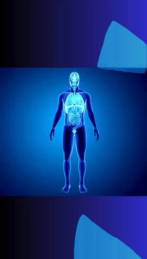 Anatomical illustration showing rehabilitation areas